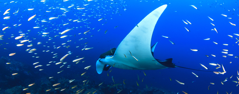 manta ray deep sea