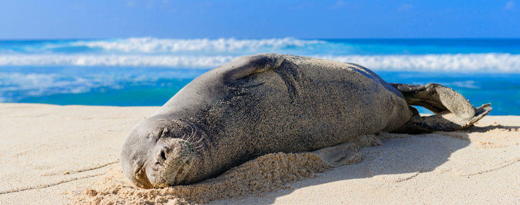 monk seal lounging in sand