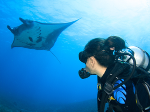 lady scuba diving with manta rays