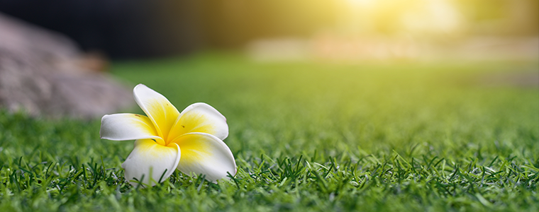 Close up shot of white frangipani flower or plumeria flower on green grass
